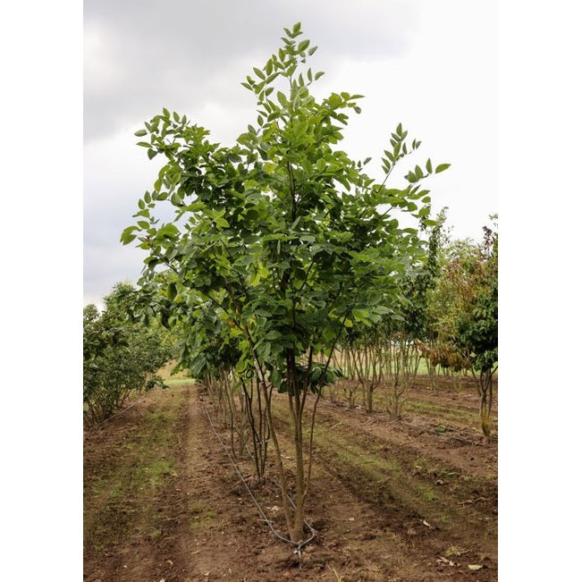 Gulved - Cladrastis kentukea 350-400 MS